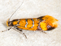 Promalactis procerella